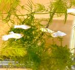 Guppy Snow White, Dieren en Toebehoren, Vissen | Aquariumvissen