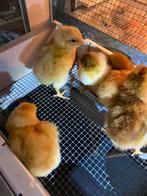 Legkip eendagskuikens, Dieren en Toebehoren, Pluimvee