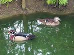 Carolina eenden, Dieren en Toebehoren, Meerdere dieren, Eend