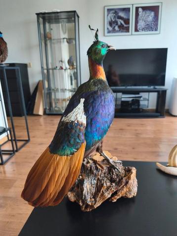 Zeldzame opgezette Himalaya glansfazant fazant taxidermie vo, Enlèvement ou Envoi, Utilisé, Oiseaux