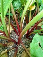 Rhubarbe, Jardin & Terrasse, Bulbes & Semences, Enlèvement