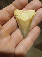 Carcharocles Angustidens, Enlèvement ou Envoi