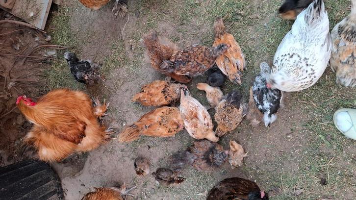 Verschillende sierKuikens te koop, Dieren en Toebehoren, Pluimvee