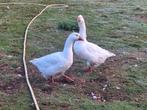 Koppel boerenganzen, Dieren en Toebehoren, Pluimvee, Meerdere dieren, Gans of Zwaan