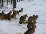 koppel mara ( patagonische haas ), Dieren en Toebehoren, Overige Dieren