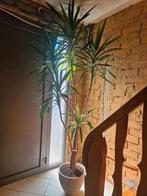 Mooie grote yucca, Ophalen, Yucca