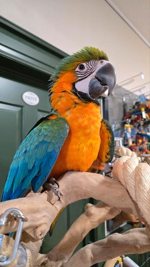 Tamme Harligold ara pop, Dieren en Toebehoren, Vogels | Parkieten en Papegaaien, Tam