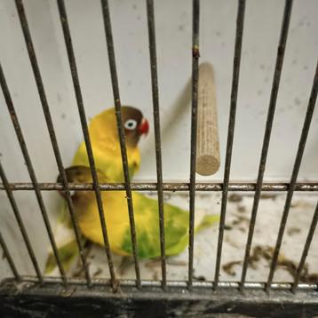 Agapornis of dwergpapegaaitjes  beschikbaar voor biedingen