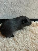 Zilveragouti cavia mannetjes, Dieren en Toebehoren, Ophalen, Cavia