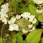 Viburnum plic. 'Watanabe', Enlèvement
