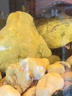 2 schattige guppy’s gratis!, Dieren en Toebehoren, Vissen | Aquariumvissen, Zoetwatervis