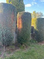 Arbuste 2m, Jardin & Terrasse