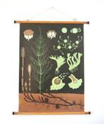 Vintage linnen schoolkaart - oude schoolplaat, Antiek en Kunst, Antiek | Schoolplaten, Ophalen, Natuur en Biologie
