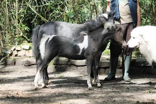 Prachtig AMHA NMPRS bont hengstje! + ruin, Dieren en Toebehoren, Paarden en Pony's | Dekhengsten en Fokmerries