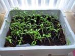 tomatenplanten te koop, Tuin en Terras, Kweekspullen, Ophalen