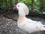 Mandarijnen wit, Dieren en Toebehoren, Pluimvee, Vrouwelijk, Eend