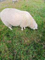 Schapen te koop, Dieren en Toebehoren, Mannelijk, Schaap, 0 tot 2 jaar