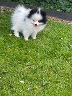Mini  rasechte pomeriaan pups, België, Particulier, Keeshond, 8 tot 15 weken