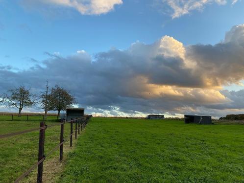 Stalling + weidegang 24/7, Dieren en Toebehoren, Stalling en Weidegang, Stalling, Weidegang