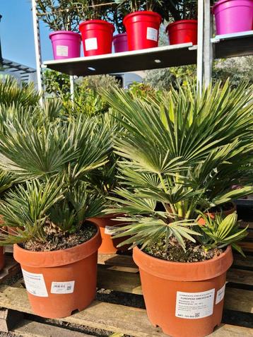 Palmboom Chamaerops Humilis 'Siciliana '