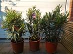 Oleanders en olijfbomen, Tuin en Terras, Planten | Tuinplanten, Ophalen