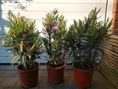 Oleanders en olijfbomen, Tuin en Terras, Planten | Tuinplanten, Ophalen