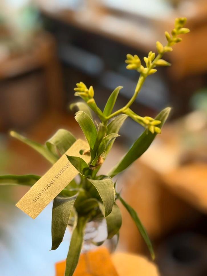 Catopsis Morren – Een zeldzame schoonheid, Huis en Inrichting, Kamerplanten, Ophalen of Verzenden