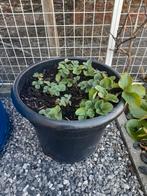 Grote pot met 4 verschillende soorten aardbeien, Tuin en Terras, Ophalen