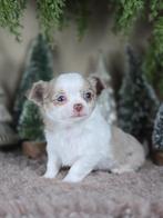 Chihuahua pups langhaar, Dieren en Toebehoren, Honden | Chihuahua's en Gezelschapshonden, België, Fokker | Hobbymatig, CDV (hondenziekte)