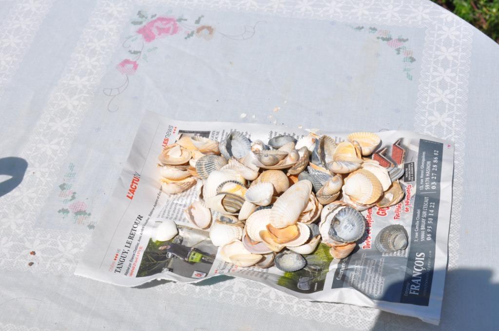 lot de coquillage, Ophalen of Verzenden, Schelp(en)