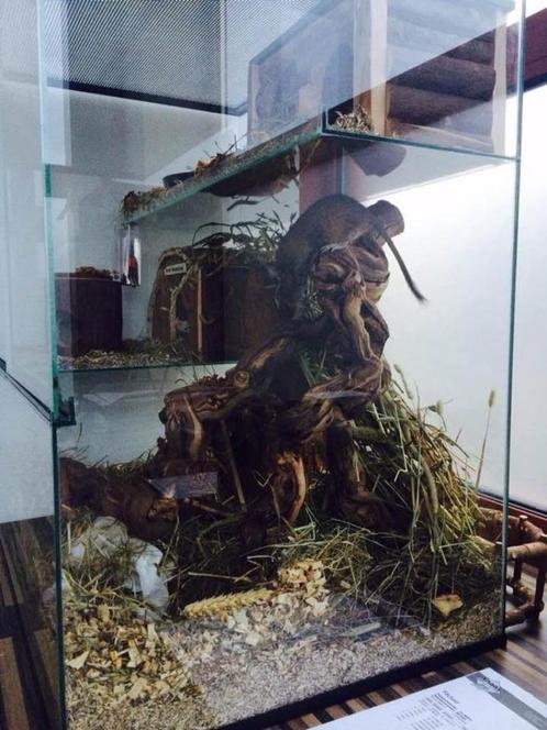 Terrarium voor Degoes, Gerbils, ratten, muizen - Gerbilarium, Dieren en Toebehoren, Knaagdieren en Konijnen | Hokken en Kooien