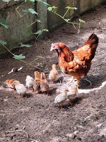 Bruine legkip met 8 kuikens, Poule ou poulet