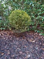 Buxusbol met kluit, Jardin & Terrasse, Plantes | Arbustes & Haies, Enlèvement, Buis, Arbuste, Moins de 100 cm