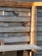 Vogels, Dieren en Toebehoren, Meerdere dieren