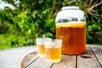 Kombucha SCOBY – Start je eigen kombucha thuis!, Diversen, Levensmiddelen, Ophalen