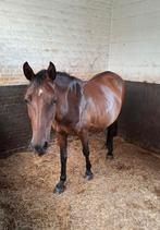 D pony merrie voor beginners, Dieren en Toebehoren, Merrie, Ontwormd