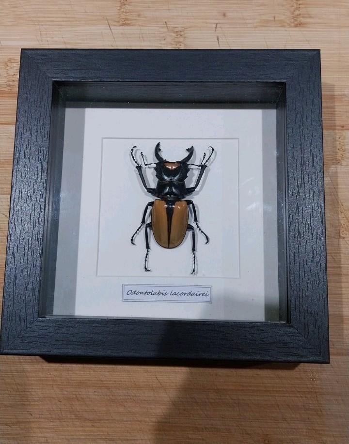 Cadre coleoptère Odontolabis, Collections, Collections Animaux, Neuf, Enlèvement ou Envoi