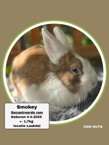 TER ADOPTIE GECASTREERDE RAM beschikbaar voor biedingen