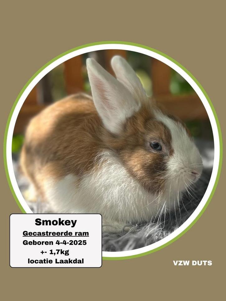 TER ADOPTIE GECASTREERDE RAM, Dieren en Toebehoren, Konijnen