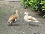 siereenden, Dieren en Toebehoren, Pluimvee