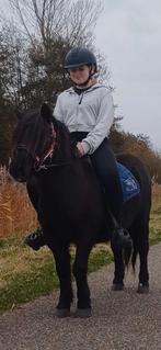 Kinderpony  grote maat stamboek shetlander merrie, Dieren en Toebehoren, Merrie, Gechipt, 0 tot 2 jaar, Zadelmak