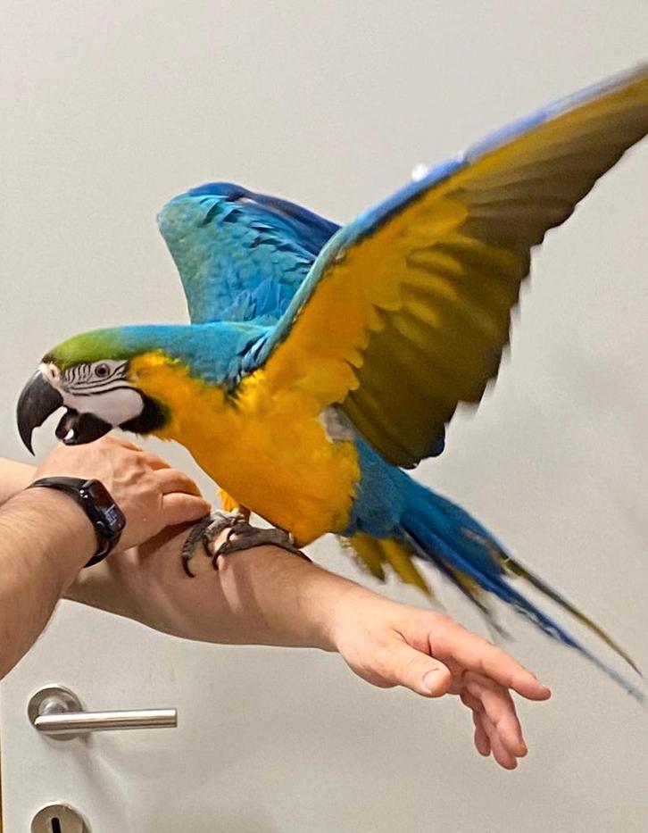 Tamme baby blauw gele Ara's met DNA en getest op alle ziekte, Dieren en Toebehoren, Vogels | Parkieten en Papegaaien, Papegaai