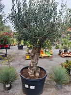 Olijfboom Olea Europaea, Tuin en Terras, Planten | Bomen, Ophalen, Olijfboom