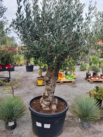 Olijfboom Olea Europaea  beschikbaar voor biedingen
