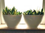 Twee ‘Elho’ potten gevuld met sanseveria’s, Enlèvement, Comme neuf