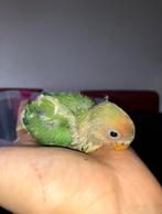 Baby handtamme dwergpapegaaien / agaporniden, Dieren en Toebehoren, Vogels | Parkieten en Papegaaien, Geslacht onbekend, Dwergpapegaai of Agapornis