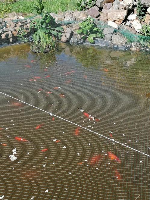 Goedvissen groot en klein, Dieren en Toebehoren, Vissen | Vijvervissen