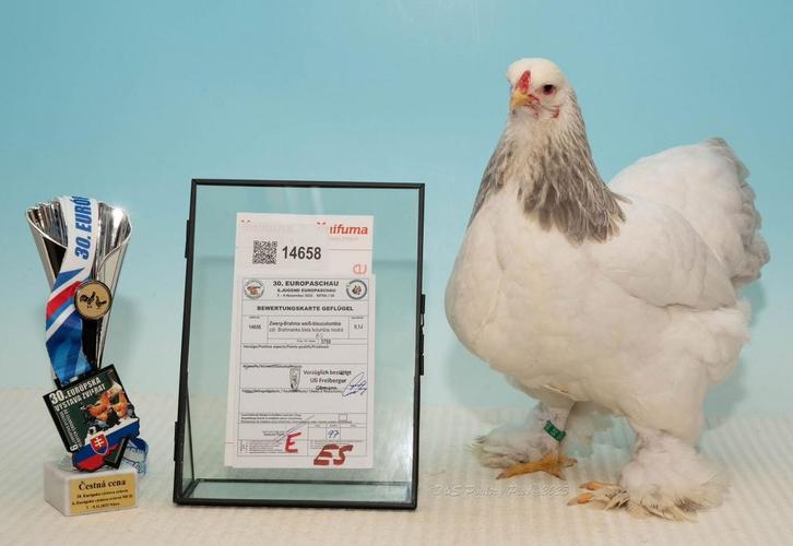 Brahmakriel, Animaux & Accessoires, Volatiles, Poule ou poulet, Femelle