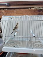 Chardonneret femelle classique, Animaux & Accessoires, Enlèvement, Comme neuf