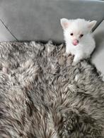 Prachtig wit chihuahua reutje ouders aanwezig, Dieren en Toebehoren, Honden | Chihuahua's en Gezelschapshonden, België, Particulier